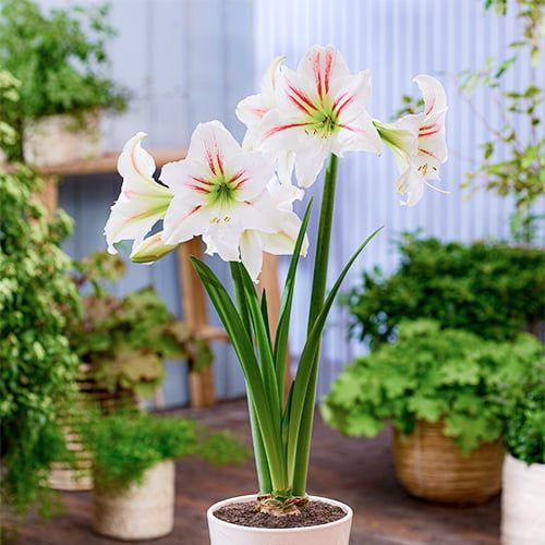 Amaryllis (Hippeastrum) Geisha