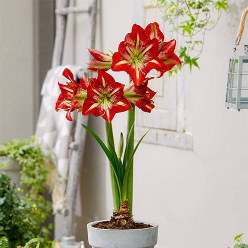 Amaryllis (Hippeastrum) Lynx