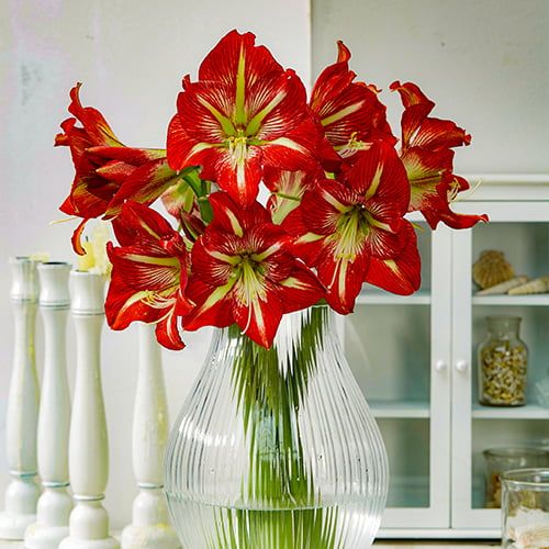 Amaryllis (Hippeastrum) Lynx