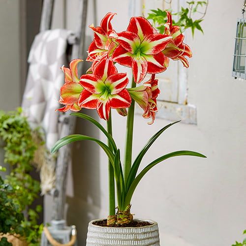 Amaryllis (Hippeastrum) Ocean Drive