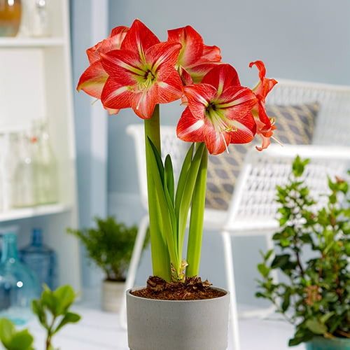 Amaryllis (Hippeastrum) Shining Star