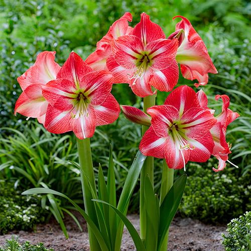 Amaryllis (Hippeastrum) Shining Star