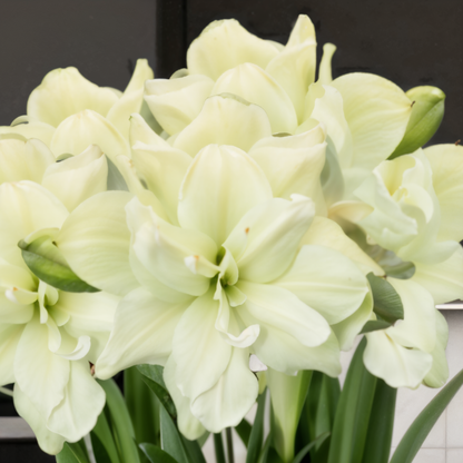 Amaryllis (Hippeastrum) Marilyn
