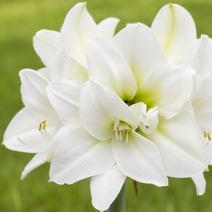 Amaryllis (hippeastrum) ijskoningin