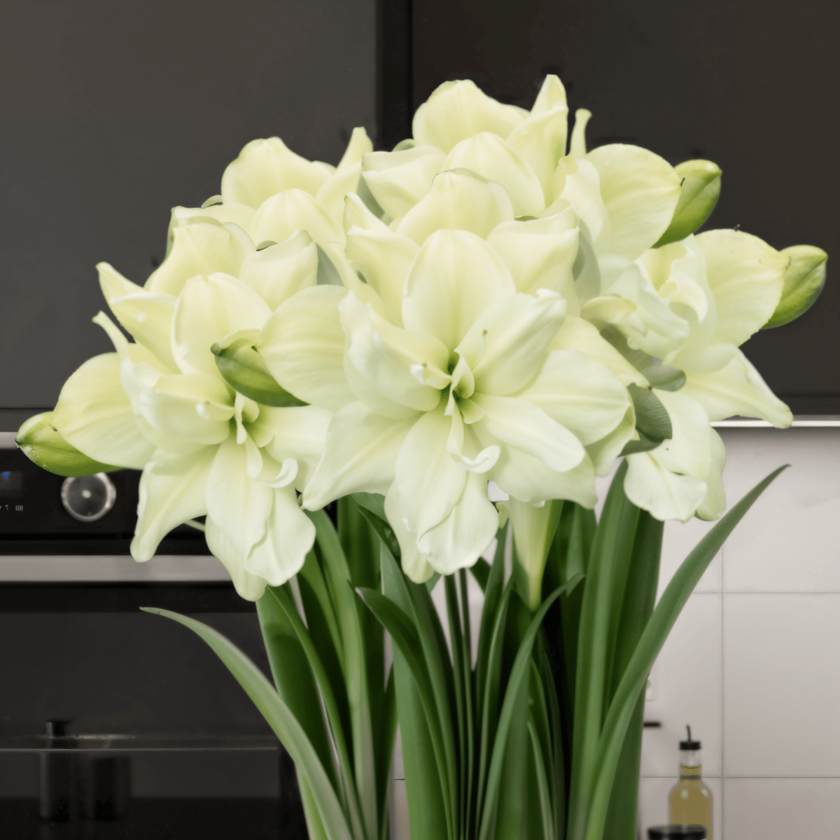 Amaryllis (Hippeastrum) Marilyn