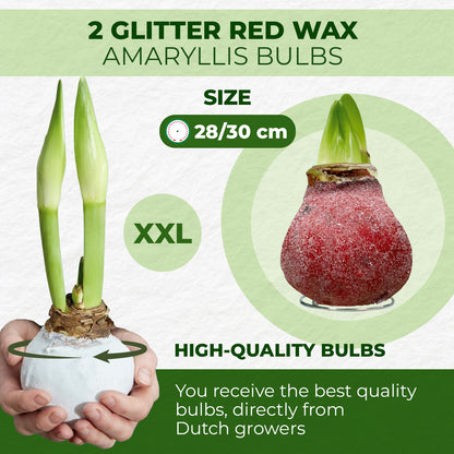 Glitter Red Wax Amaryllis – size & quality