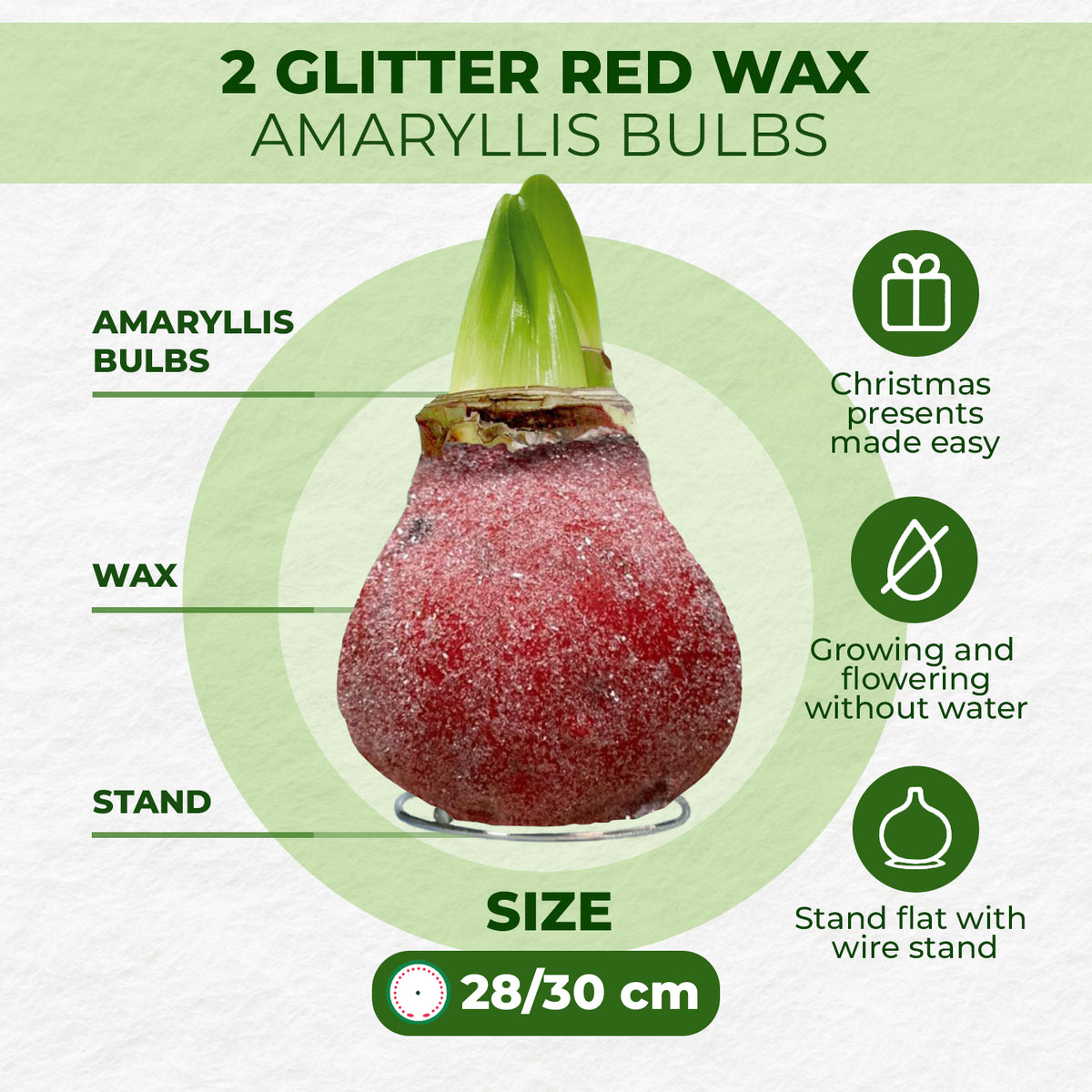 Glitter Red Wax Amaryllis – how it works