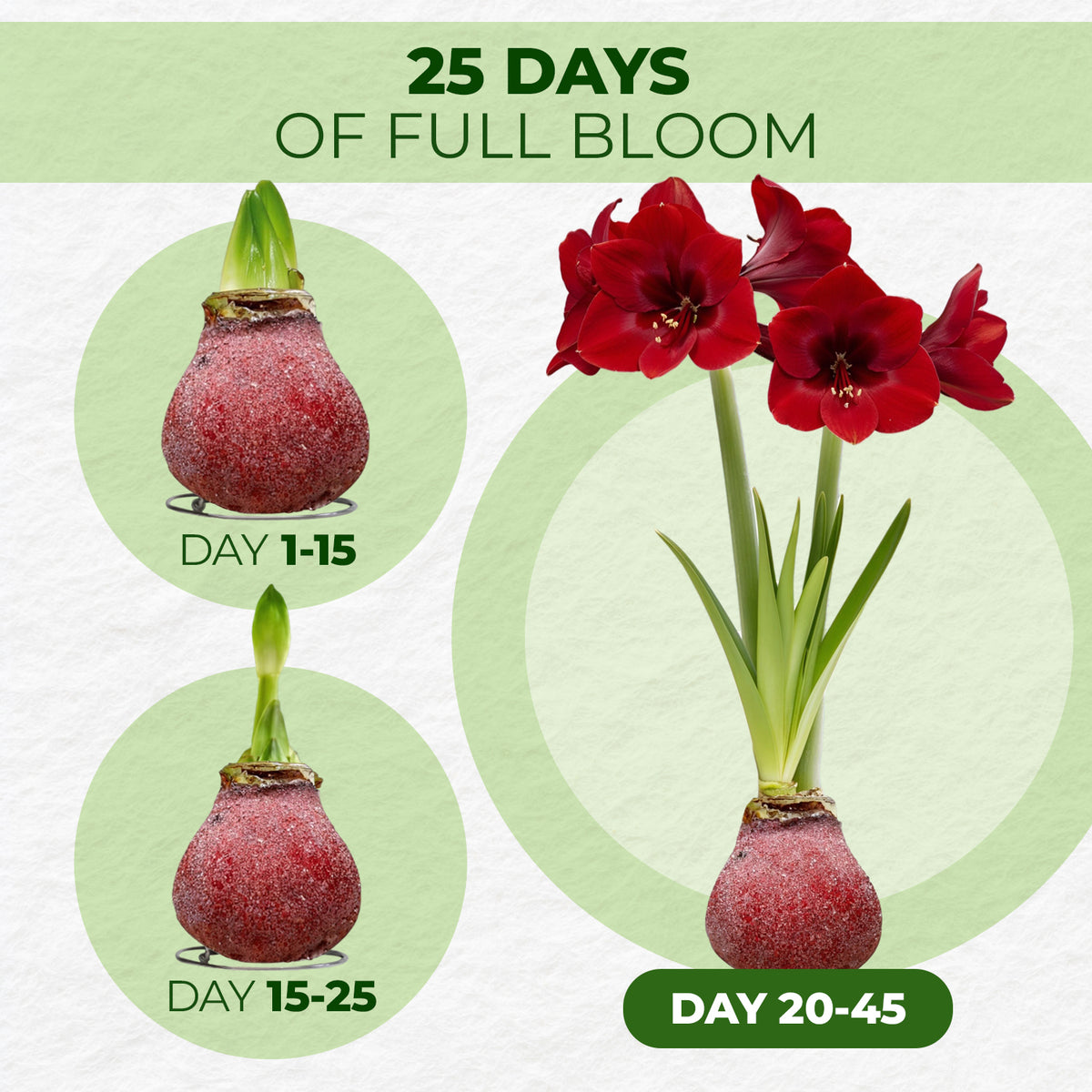Glitter Red Wax Amaryllis – bloom timeline