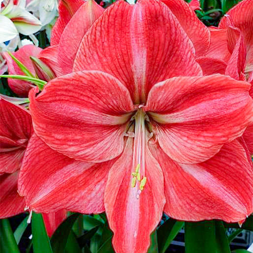 Amaryllis (Hippeastrum) Candy Star