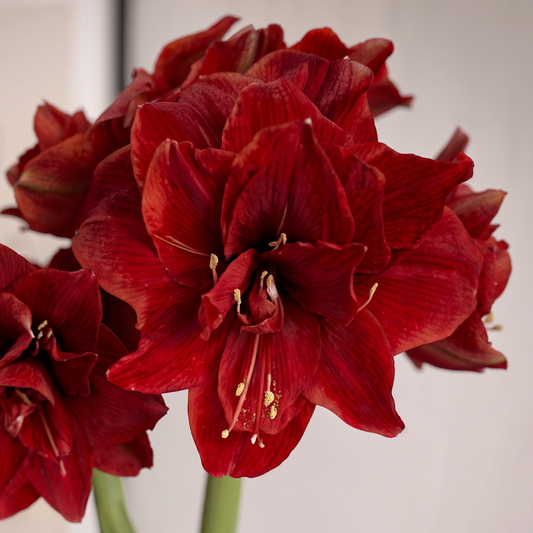 Amaryllis Red Torro