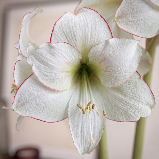 Amaryllis Picotee