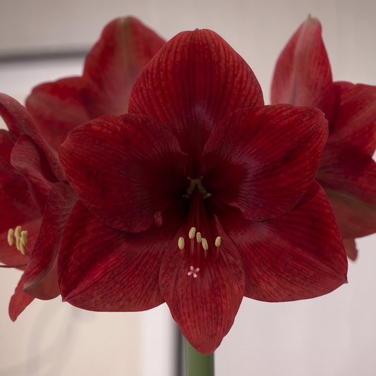 Amaryllis Dynamite
