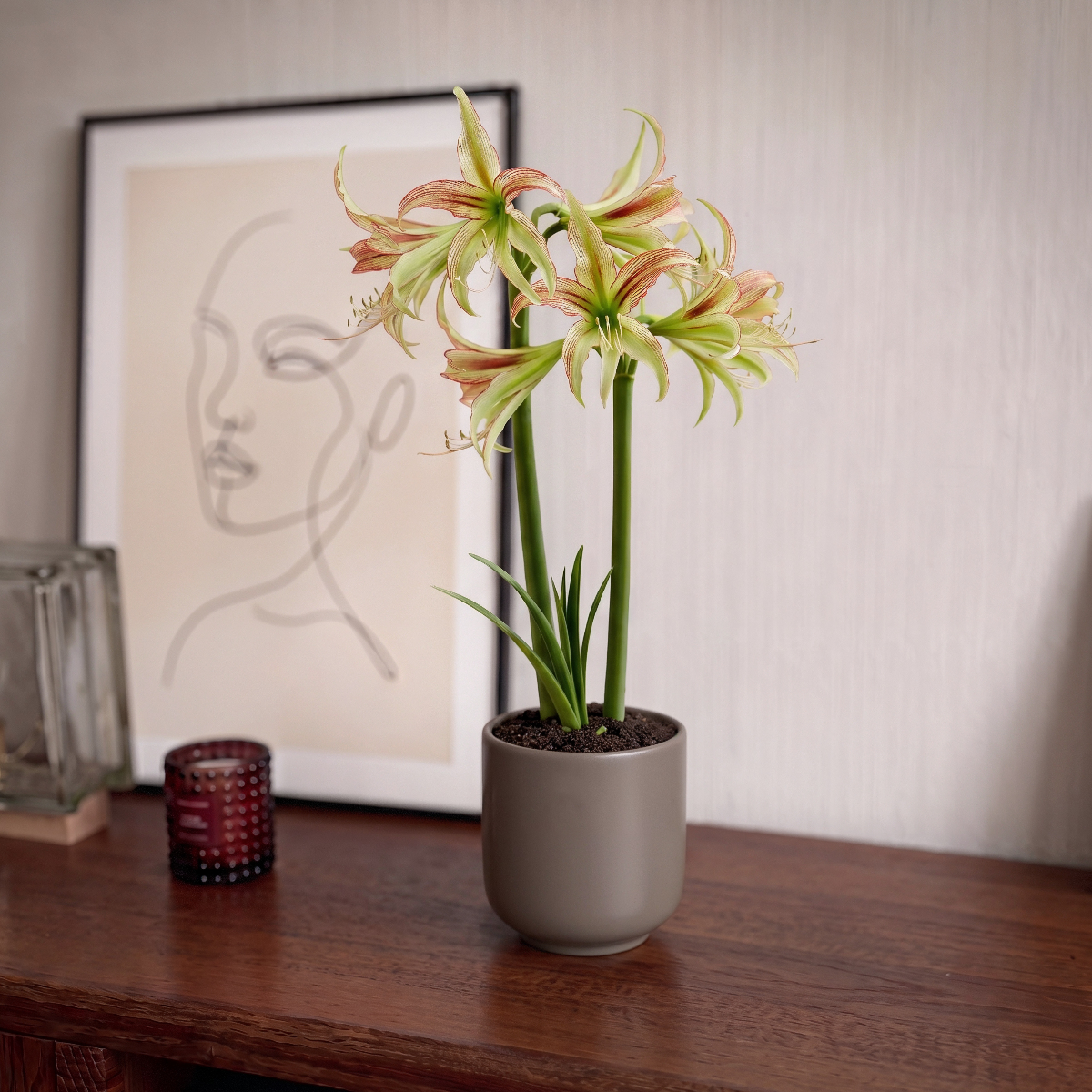 Amaryllis Emerald