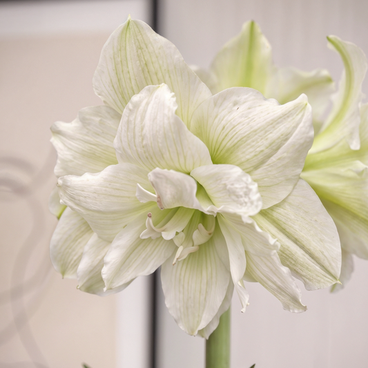 Amaryllis White Glory