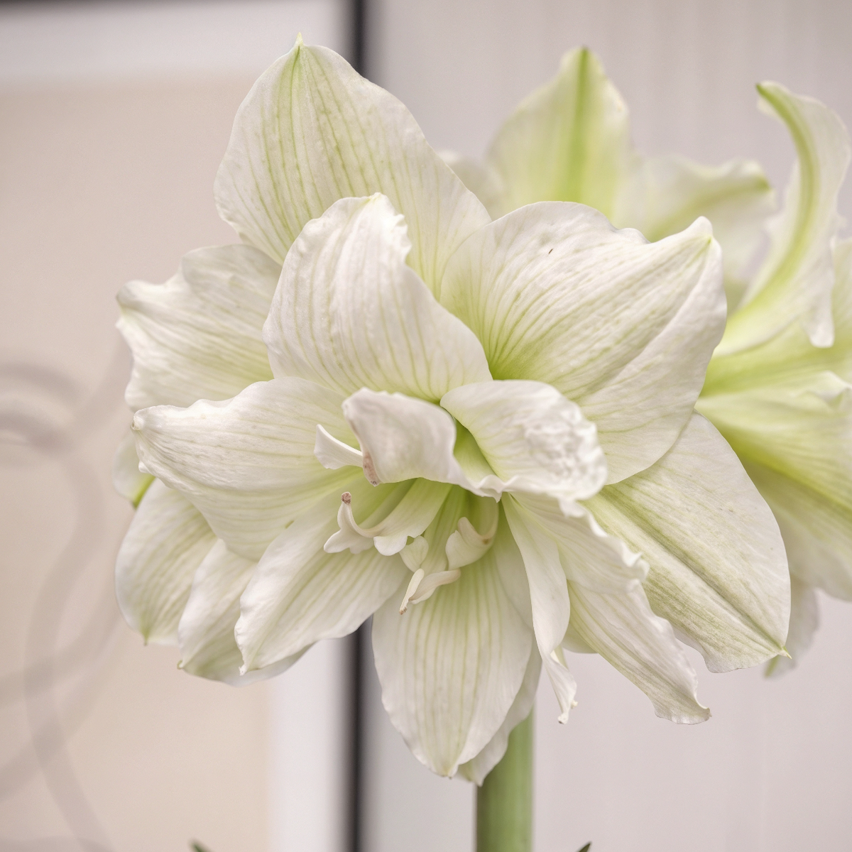 Amaryllis White Glory