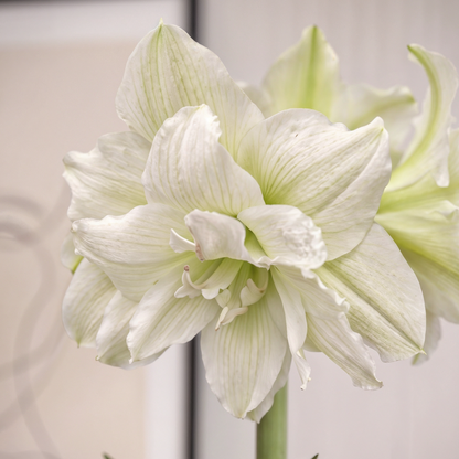 Amaryllis White Glory
