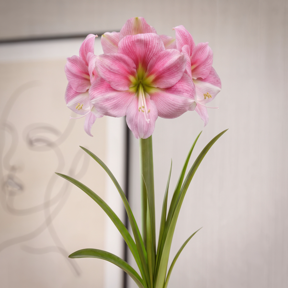 Amaryllis Blushing Bride