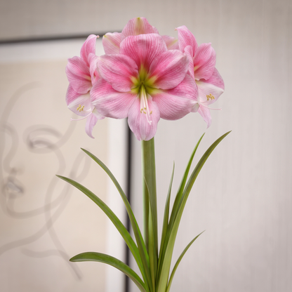 Amaryllis Blushing Bride