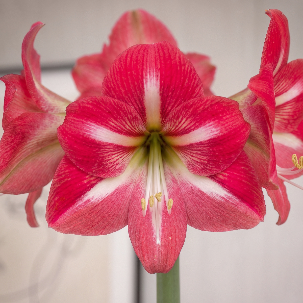 Amaryllis Hot Lips