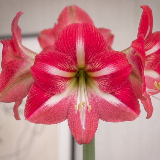 Amaryllis Hot Lips