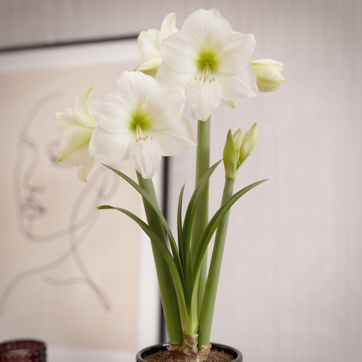 Amaryllis Wedding Dance