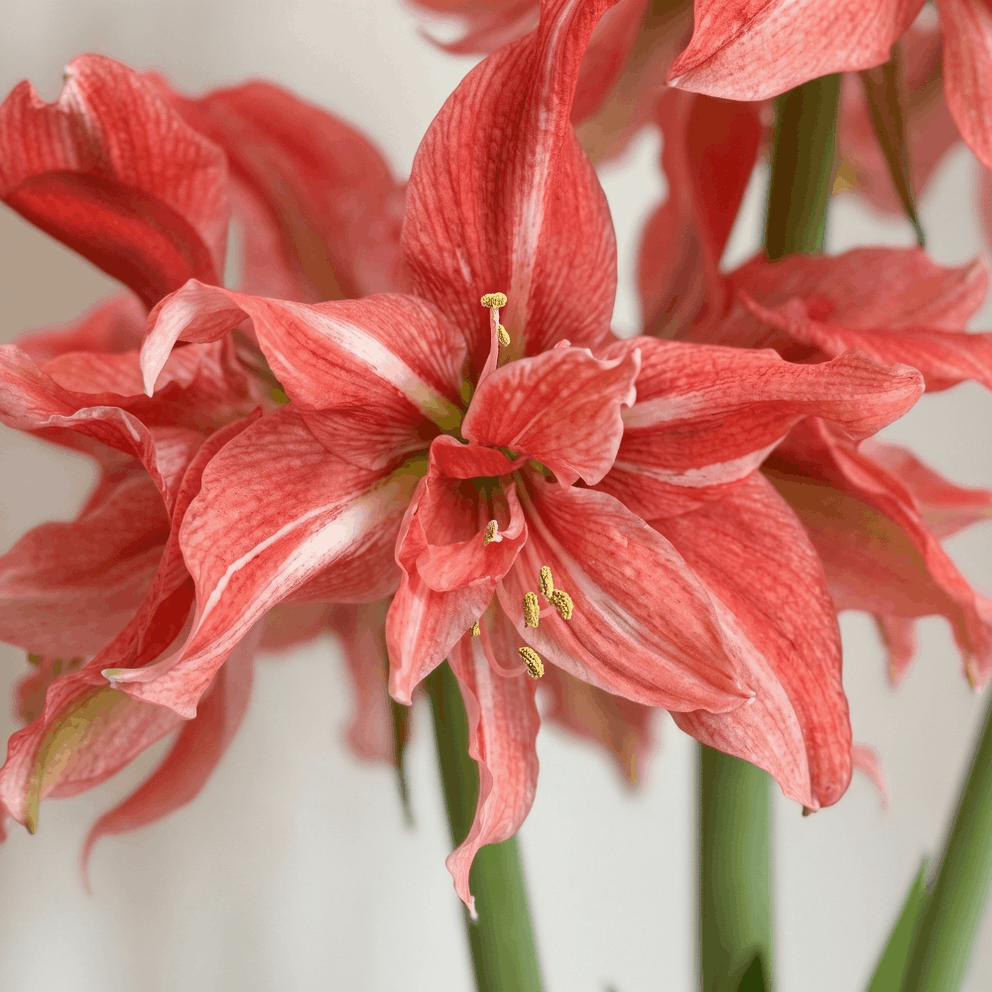 Amaryllis Wild Romance