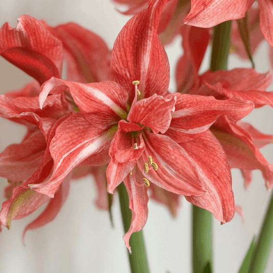 Amaryllis Wild Romance