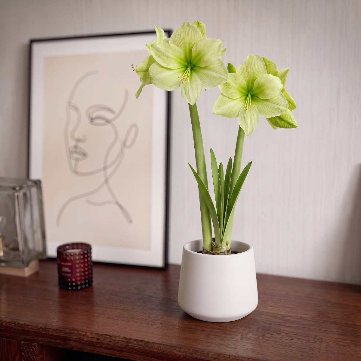 Amaryllis Fantasy