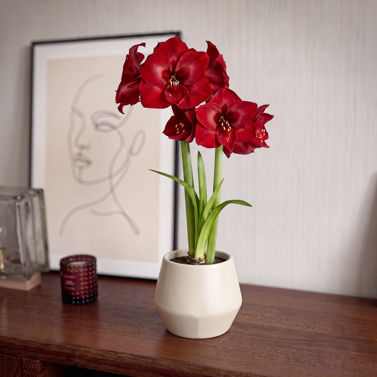 Amaryllis Red Reality