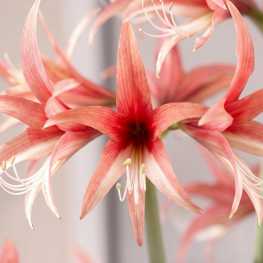 Amaryllis Rose Cybister