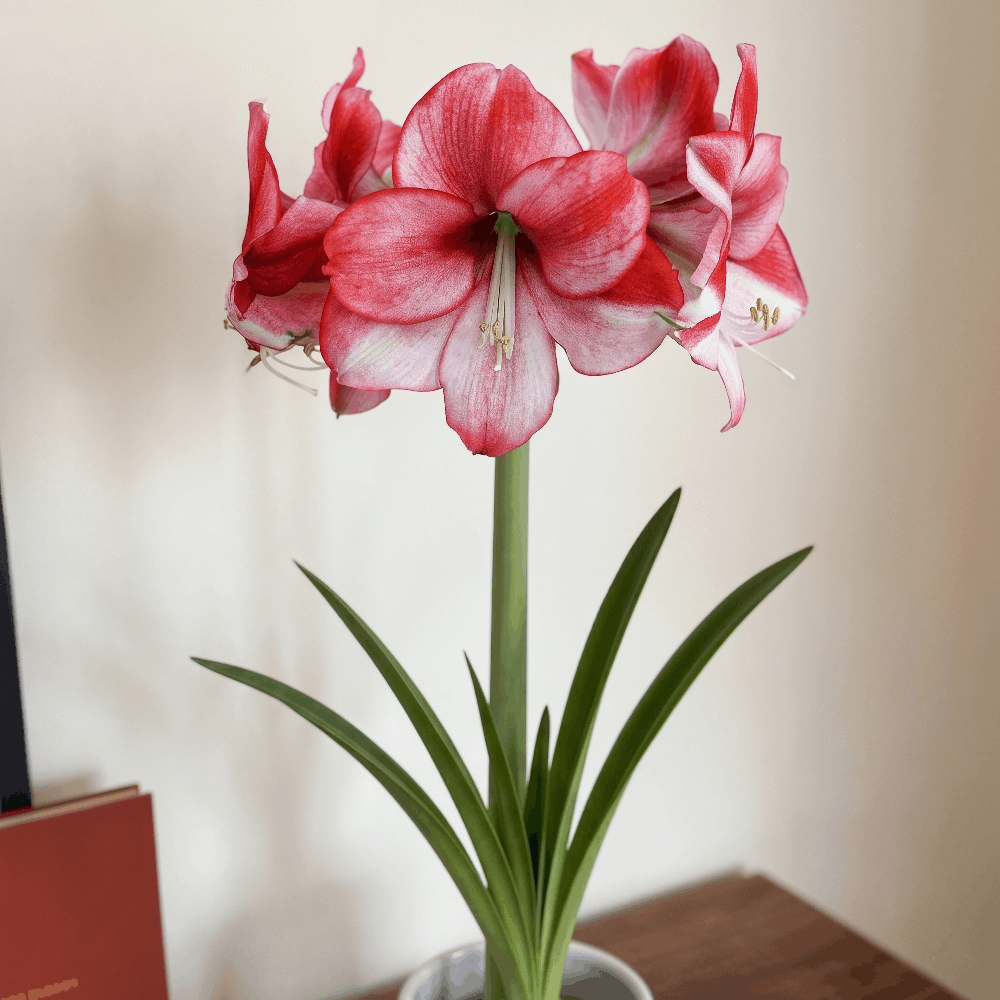 Amaryllis (Hippeastrum) Passie Dream