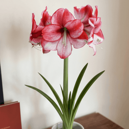 Amaryllis (Hippeastrum) Passie Dream