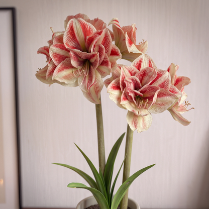 Amaryllis Bright Nymph