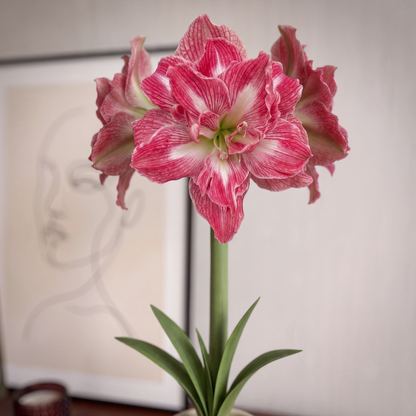 Amaryllis Pretty Nymph