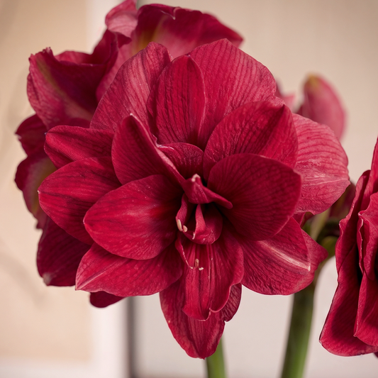Amaryllis Candy Nymph