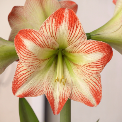 Amaryllis Tropical Sensation