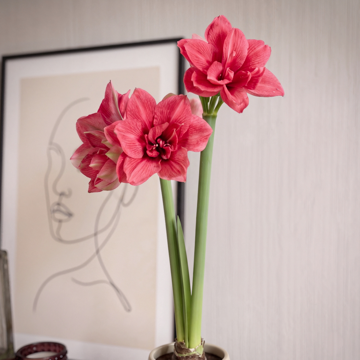 Amaryllis Pink Symphony