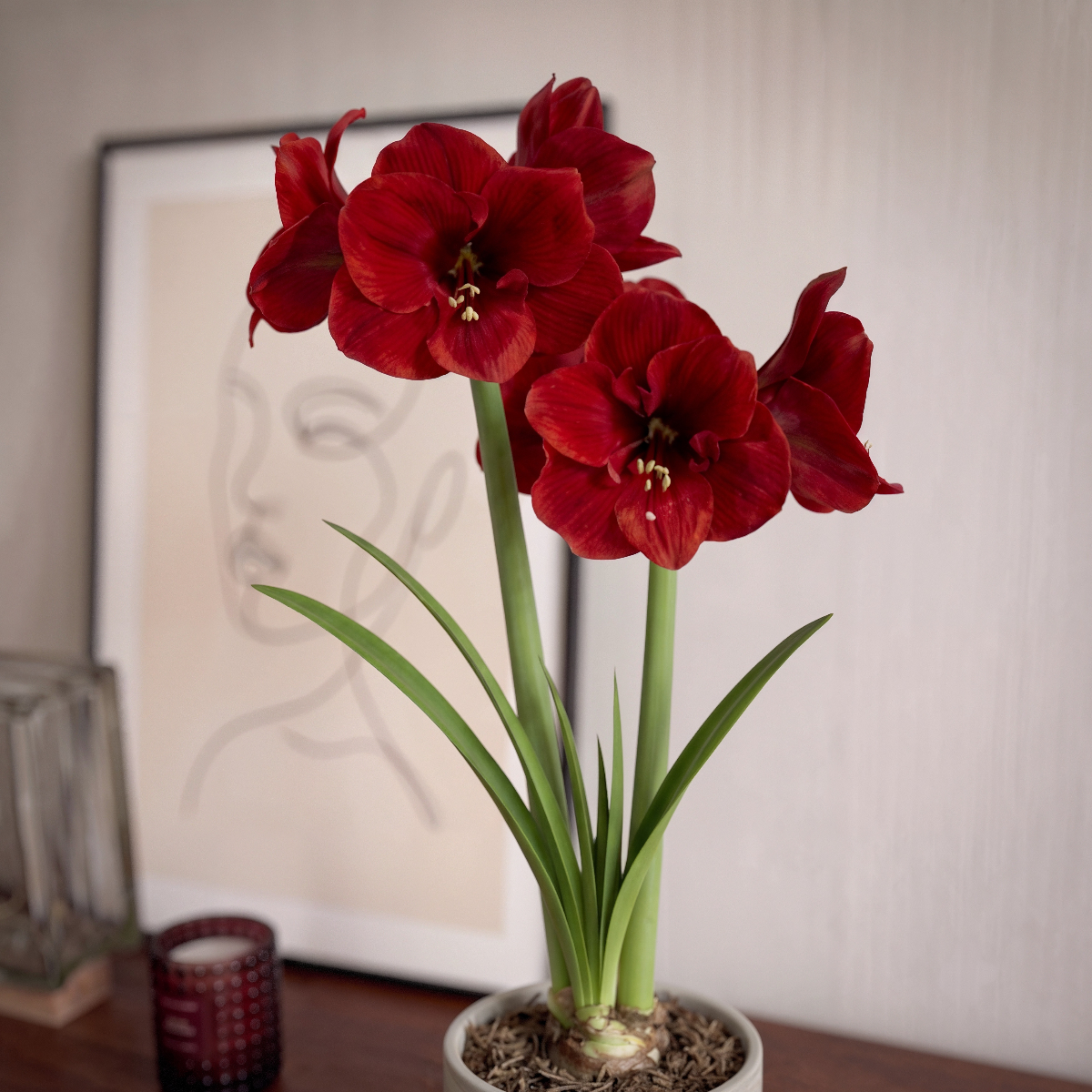 Amaryllis Red Lion