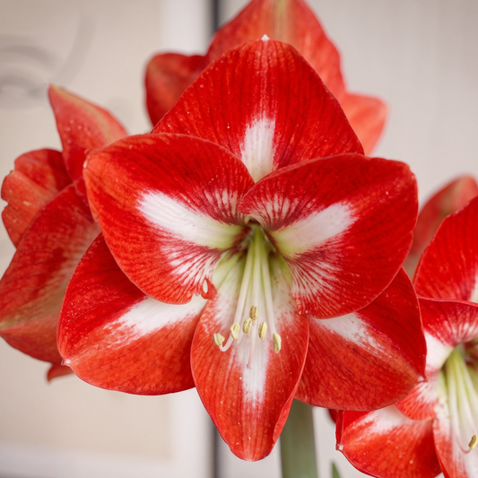 Amaryllis Stargazer