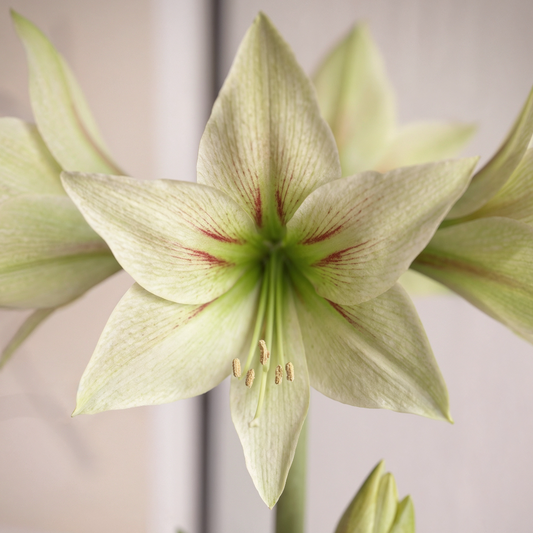 Amaryllis Green Valley