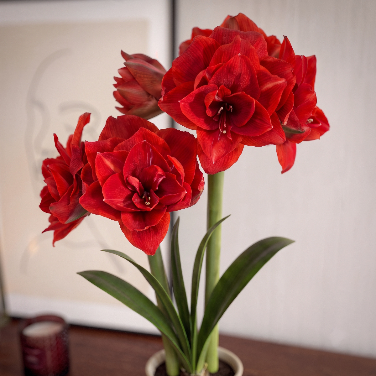 Amaryllis (Hippeastrum) Double Dragon