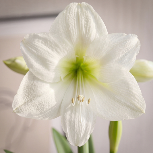 Amaryllis Casablanca