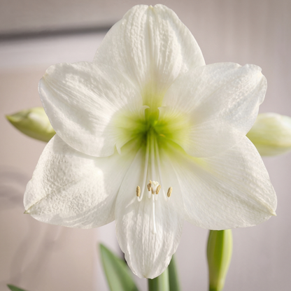 Amaryllis Casablanca