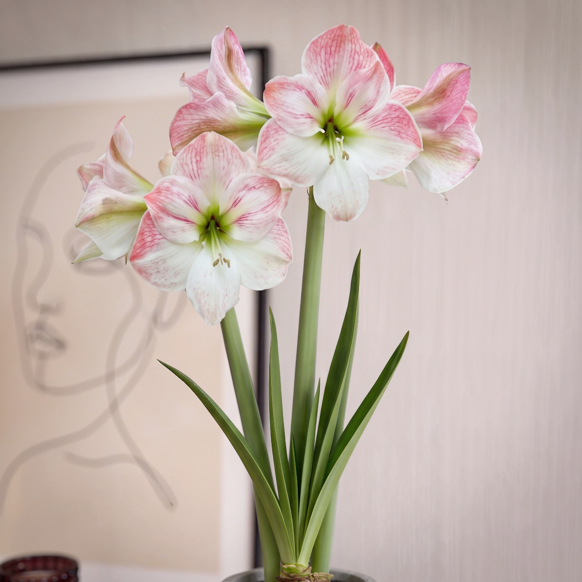 Amaryllis Cherry Blossom