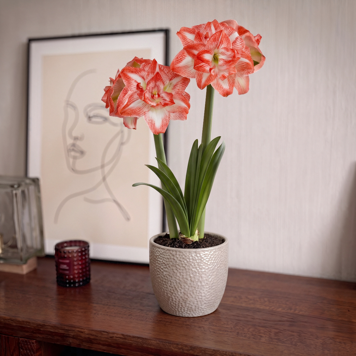 Amaryllis United Glory