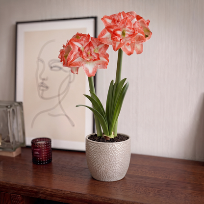 Amaryllis United Glory