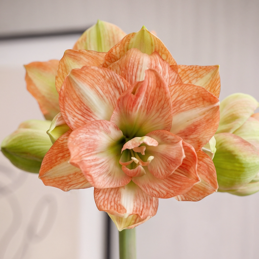 Amaryllis Beautiful Emotion
