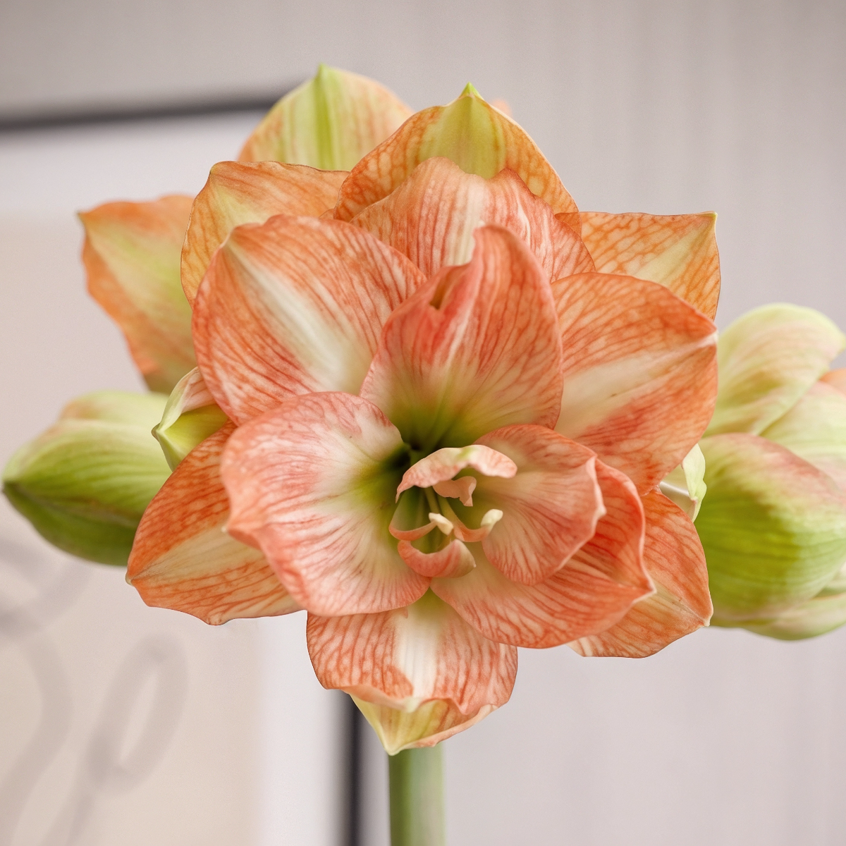 Amaryllis Beautiful Emotion