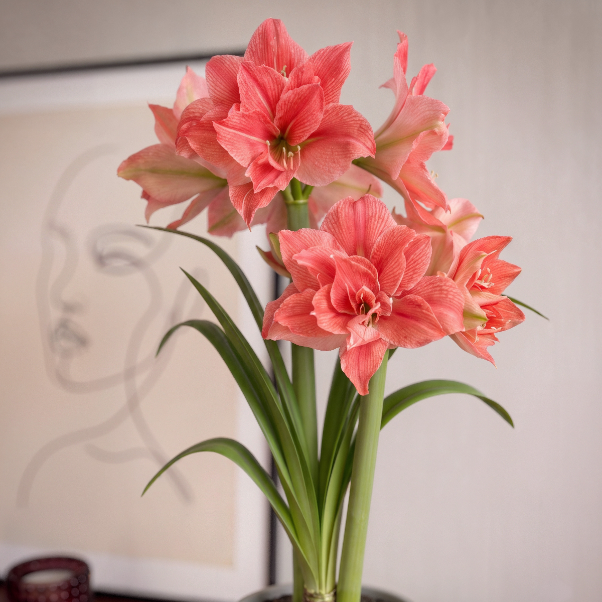 Amaryllis Sweet Nymph