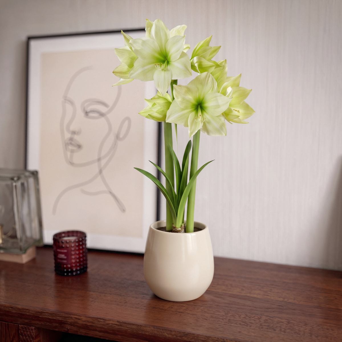 Amaryllis Lemon Grandise